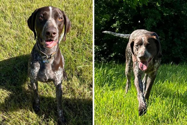Hereford Times: Fergus the eight-year-old German shorthaired pointer