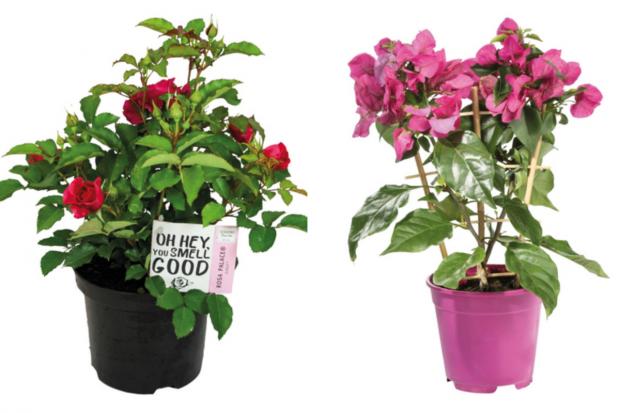 Hereford Times: (left) Garden Rose and (right) Bougainvillea (Lidl/Canva)