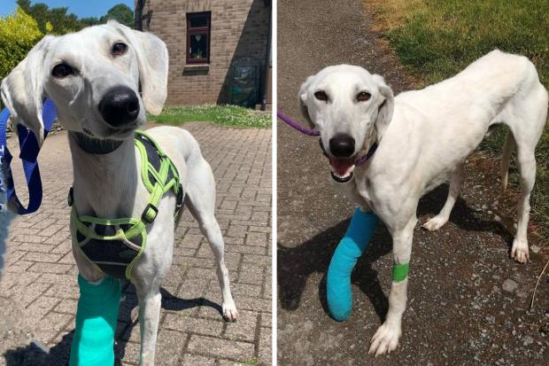 Hereford Times: Lenny, a young adult lurcher Picture: Hereford and Worcester Animal Rescue 