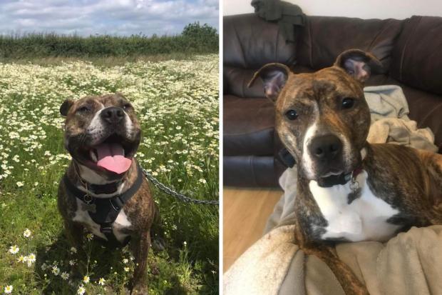 Hereford Times: Maddie, one year old staffy cross