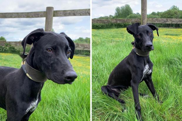 Hereford Times: Bruno, a seven-month-old Lurcher cross pointer