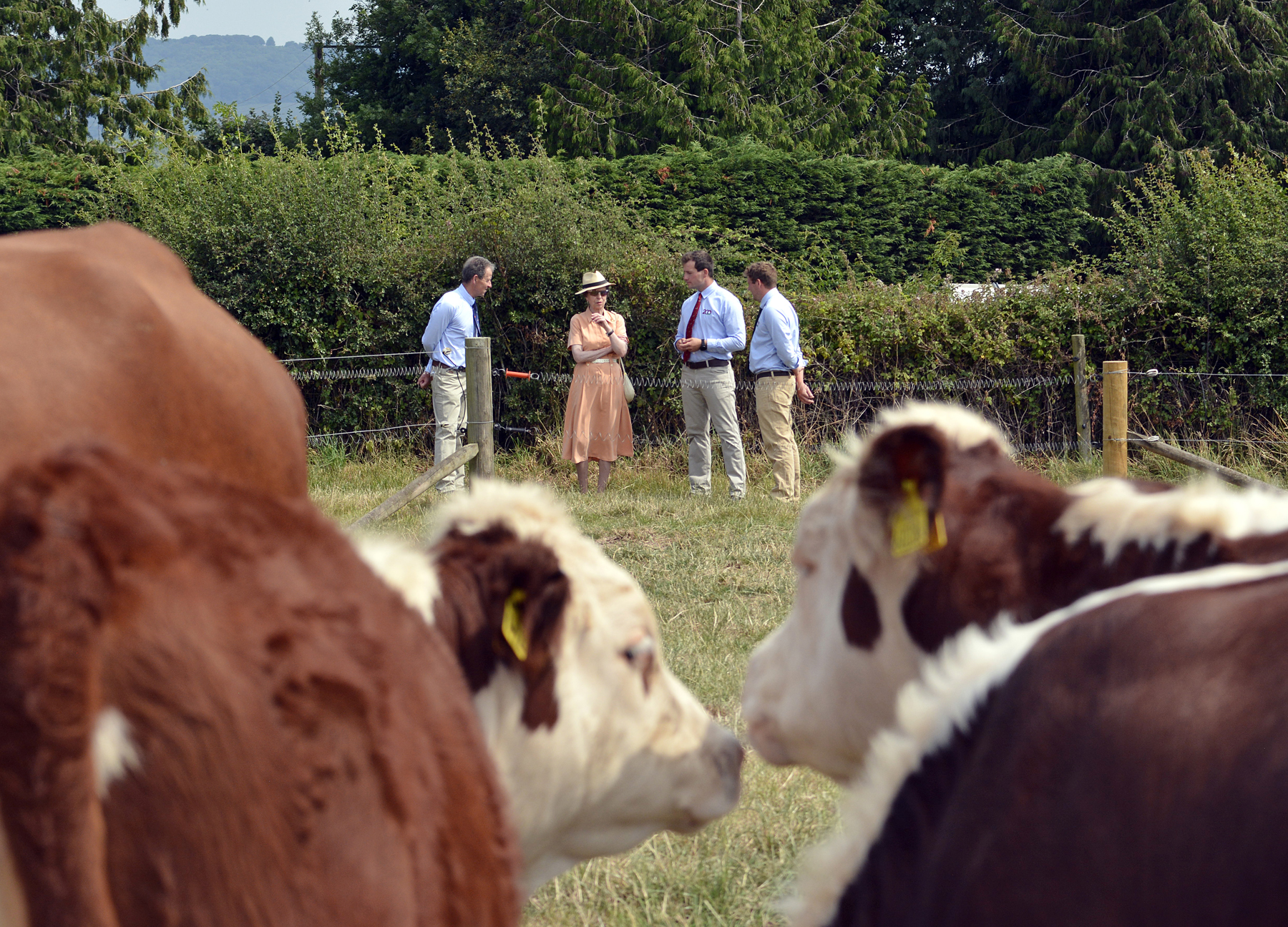 Princess Anne with Edward, Billy and Ben Lewis in the paddocks at the Haven in Dilwyn. Pictures courtesy of Hereford Cattle