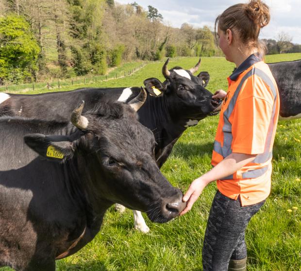 Hereford Times: The cows are 100 per cent grass fed and only milked once a day at Witcon Farm 