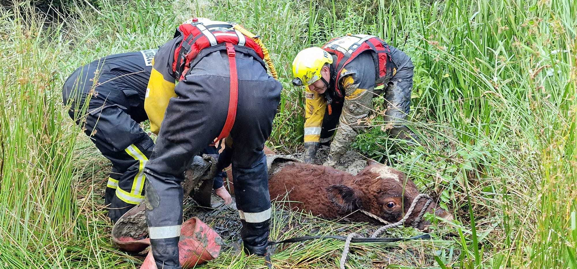 A bull was rescued after falling into a pool of mud Picture: Bromyard fire station