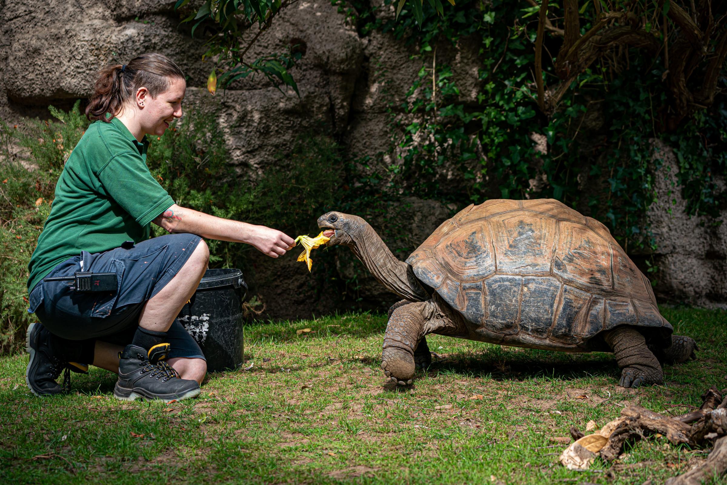 Reptile keeper Laura Cosgrove feeds pumpkin flowers as she conducts a close health check on 40-year-old Helen, the Giant Tortoise, at Bristol Zoo Gardens ahead of its closure in Saturday. Picture : Ben Birchall/PA Wire 