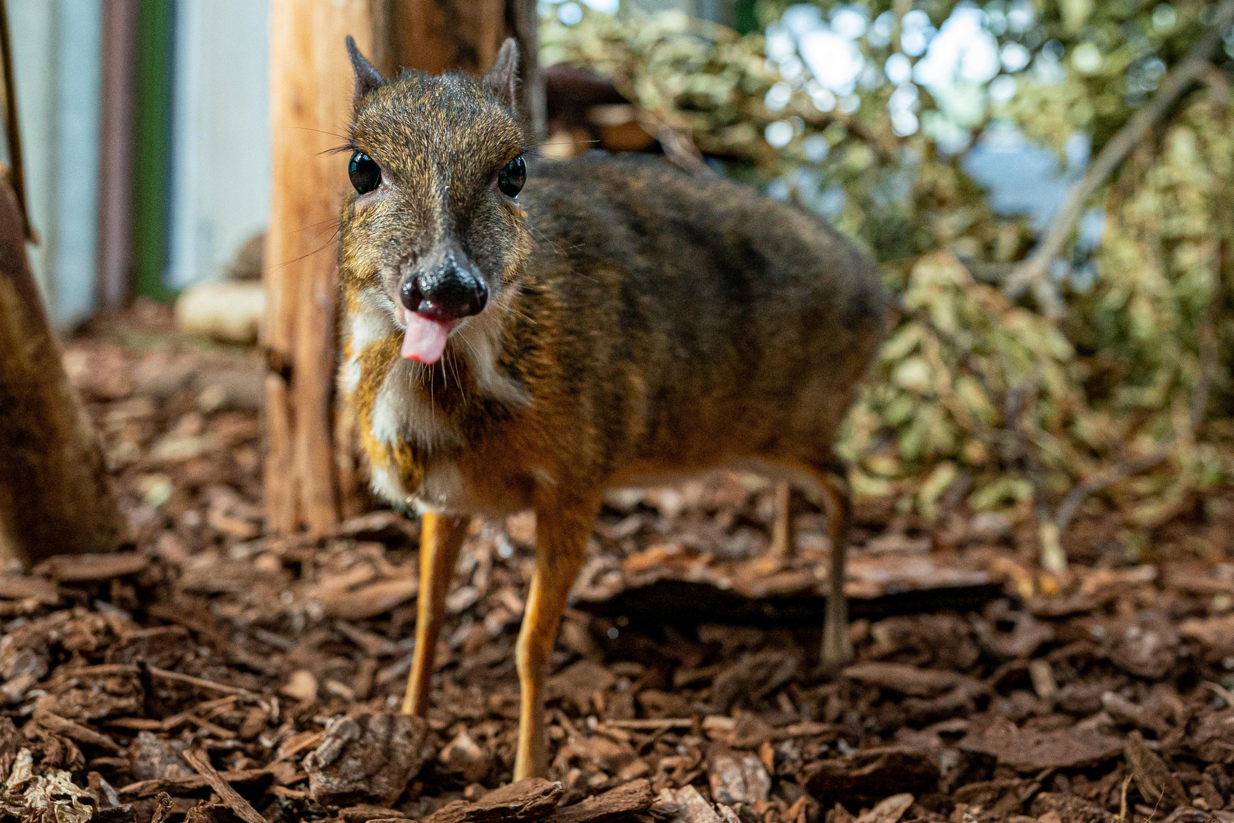 Otis, a one-year-old Lesser Malay Mouse Deer at Bristol Zoo Gardens ahead of its closure in Saturday. Picture : Ben Birchall/PA Wire 