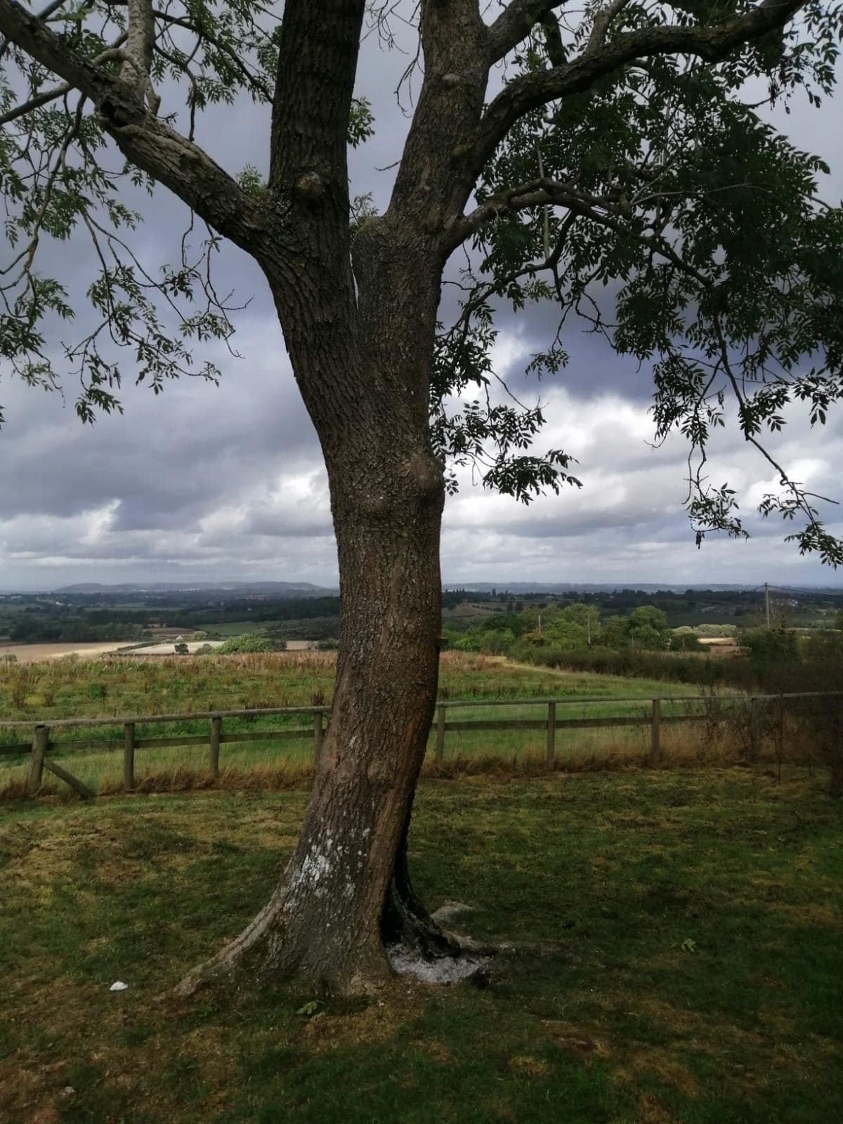The beautiful guardian ash tree at Swarden Quarry was set on fire. Picture: Dormington and Mordiford Parish Council