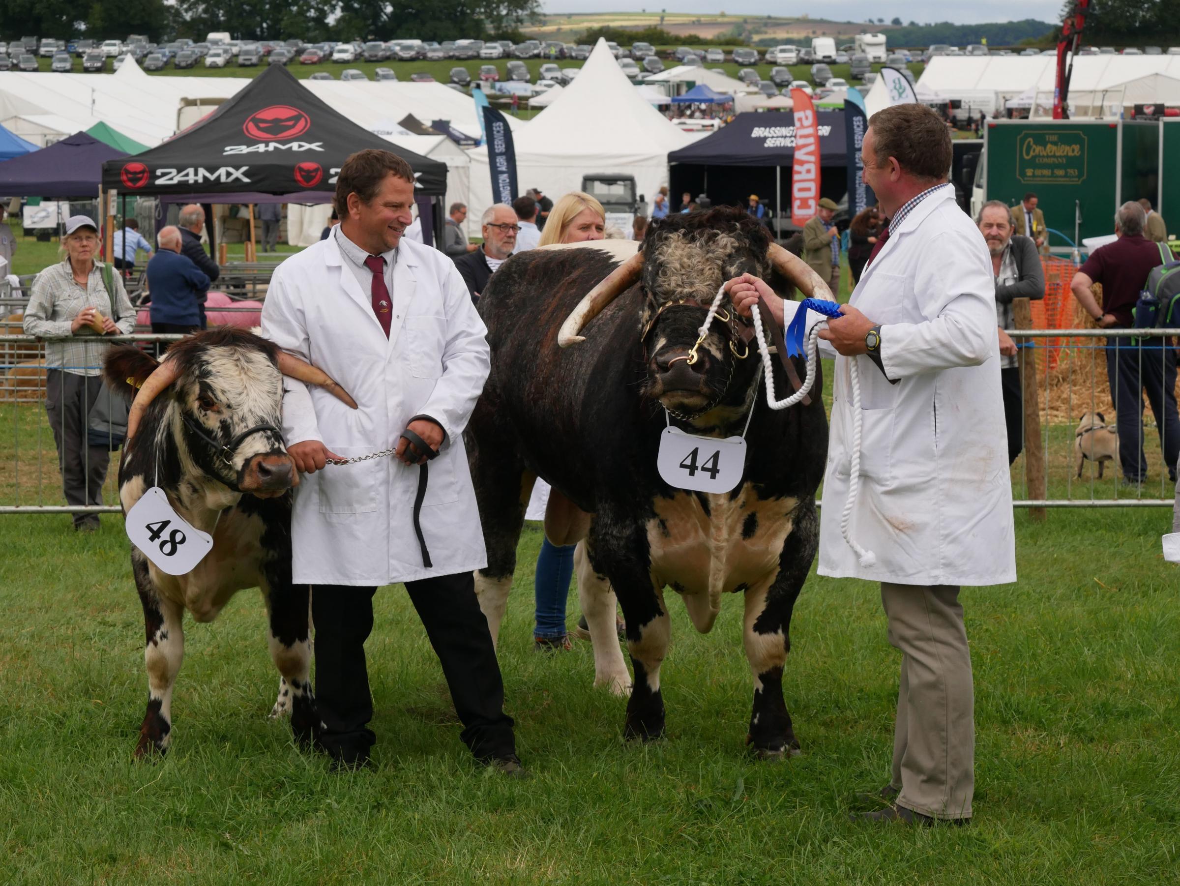 The cattle show at Kington Show. Picture: Andy Compton