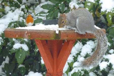 A squirrel & robin share a bird feeding table in this photo by Lorna Price.