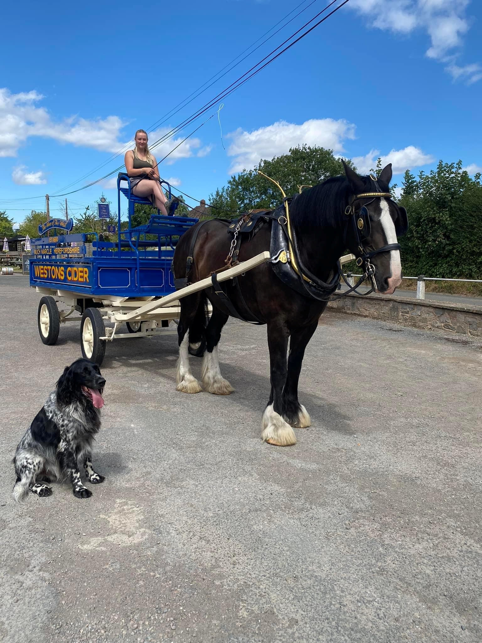 The Tavern in Much Marcle, Herefordshire, has introduced a fuel free delivery service by using a horse and cart for its weekly cider order from Westons Cider