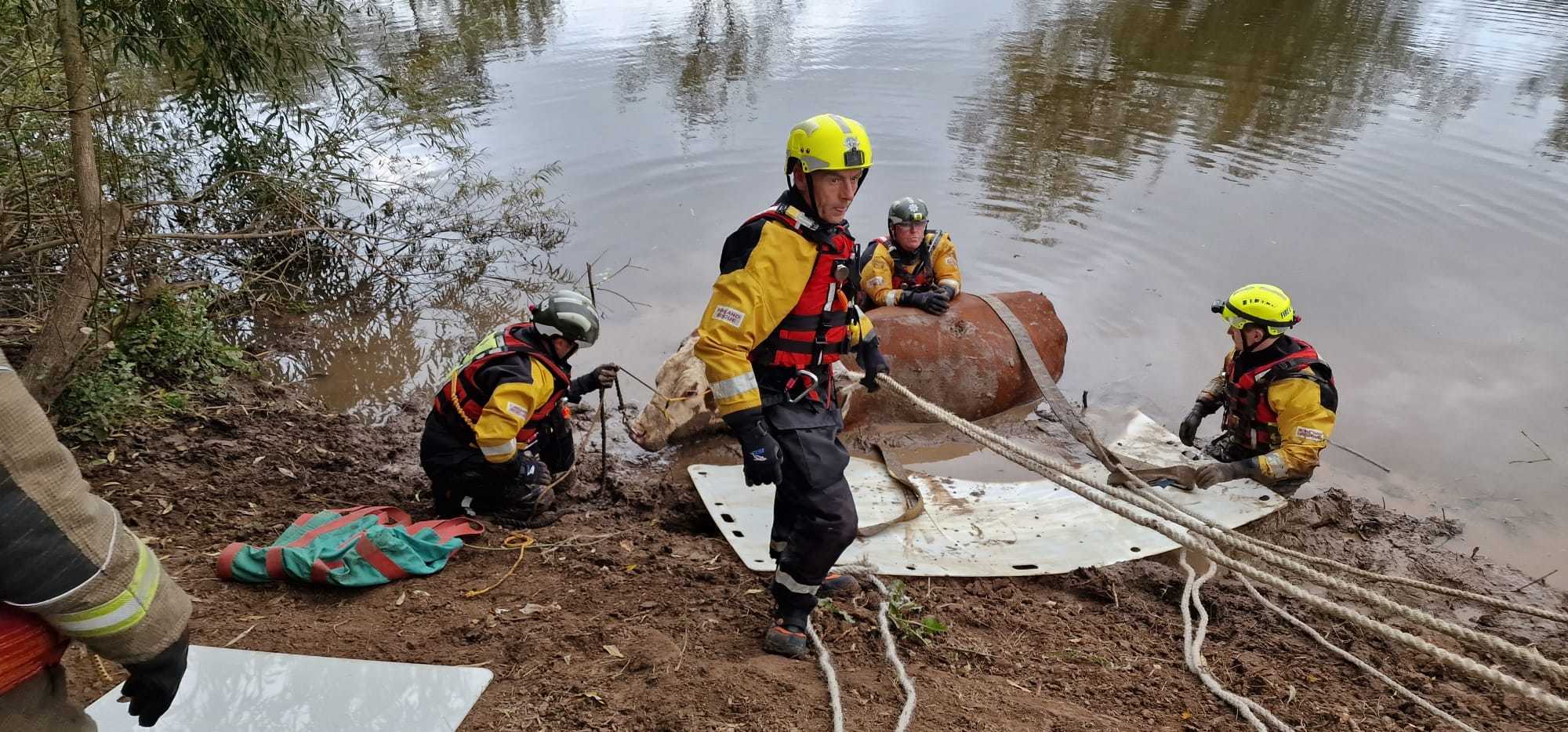Firefighters were called to the stranded cow in the river at Hoarwithy. Pictures: Bromyard Fire Station