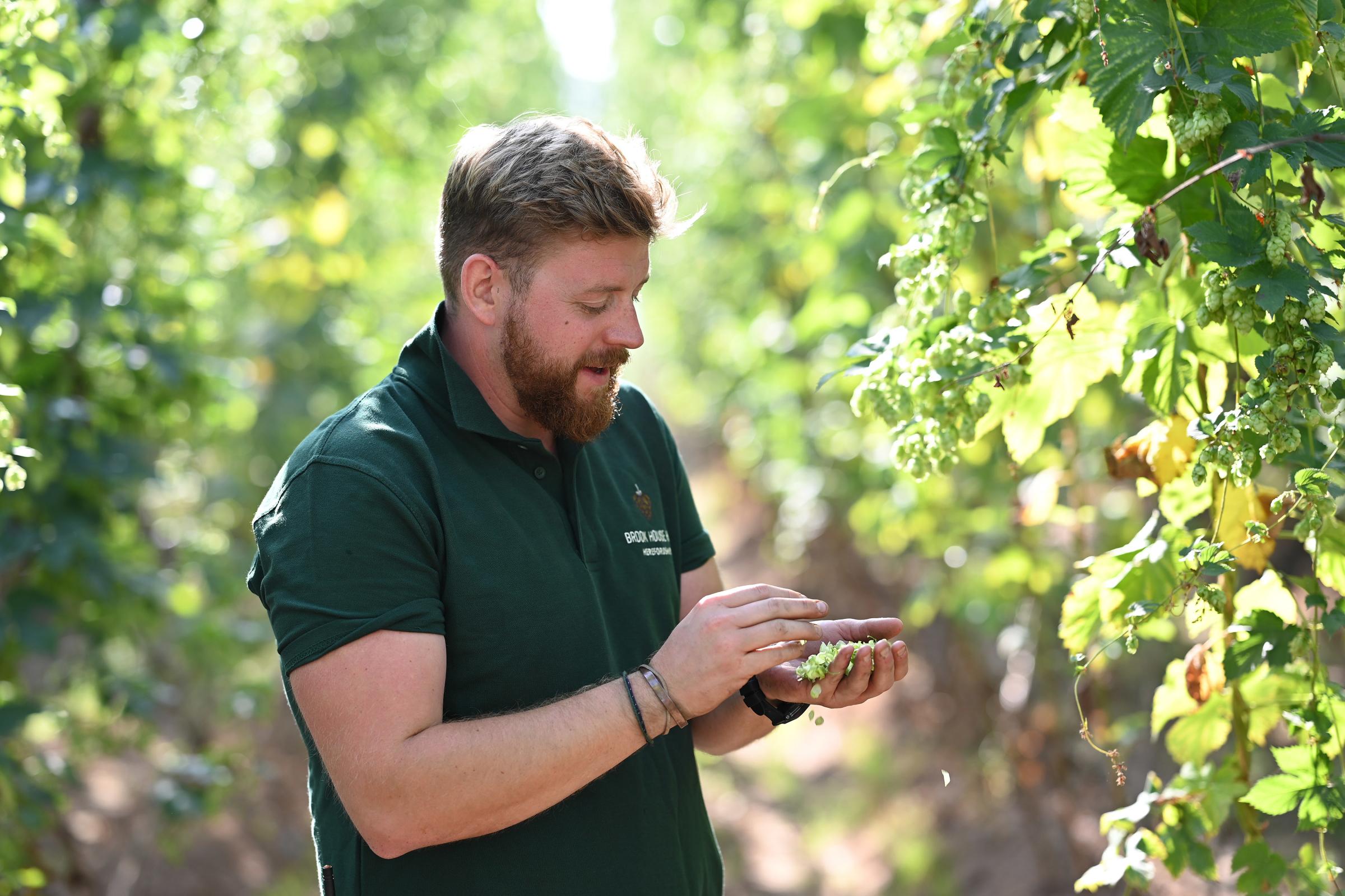 Henry Smith, farm manager at Brook House Hops. Picture: Brookes House Hops