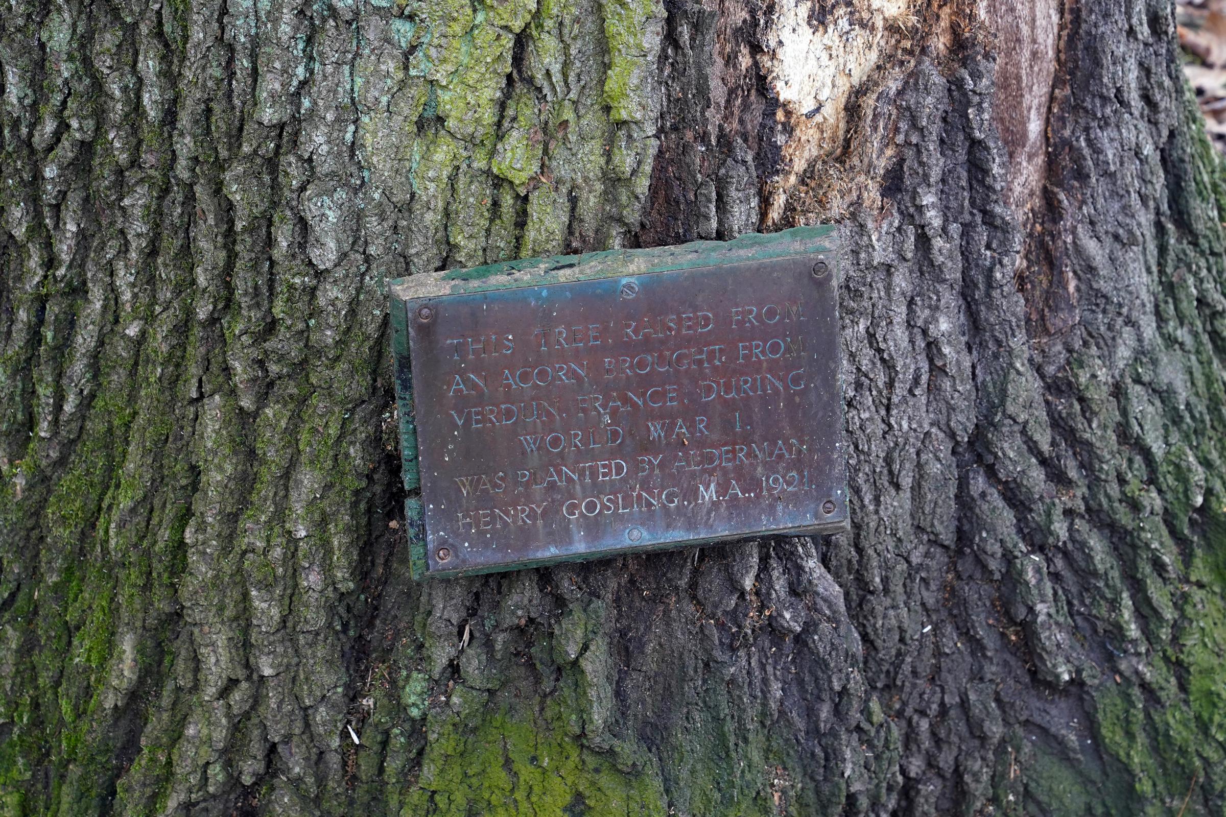 The plaque on the Verdun Oak Tree at The Grange in Leominster.