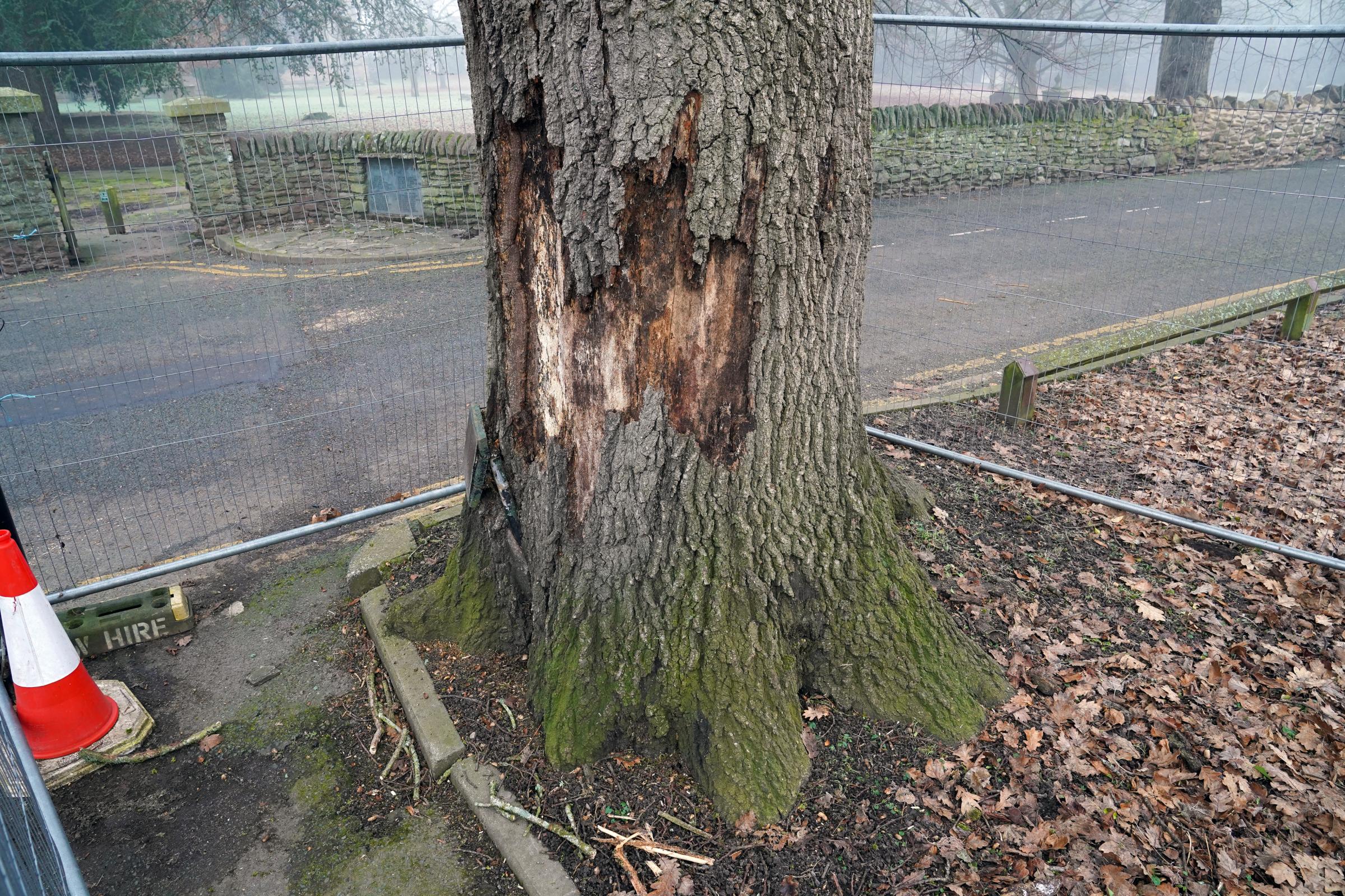 Damaged bark on the trunk of the Verdun Oak Tree at The Grange in Leominster.