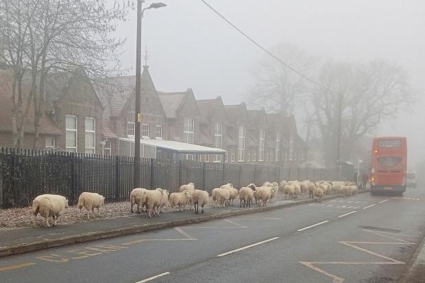 A library volunteer has taken an amusing picture of sheep appearing to queue for a bus in the Forest of Dean. Picture: Alan Day/SWNS