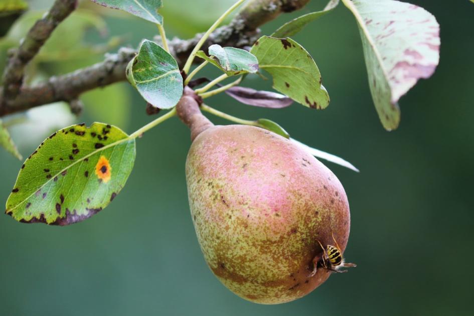 Herefordshire pear tree will be cut down over wasp fears | Hereford Times 