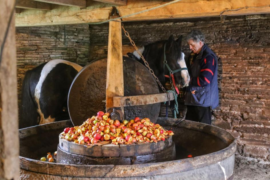 Herefordshire horse-powered cider mill's anniversary | Hereford Times 