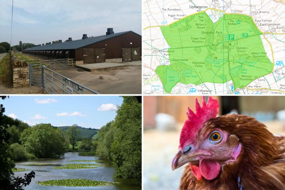 Decision on new chicken sheds at Herefordshire farm | Hereford Times 