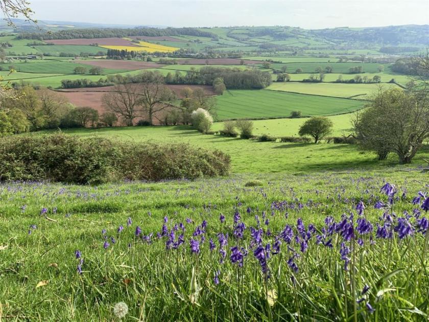 Land with its own natural spring up for sale in Herefordshire 