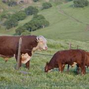 hereford bull and calves.