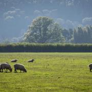 Sheep grazing at Turnsatone Court Farm in herefordshire