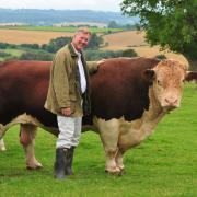 Sir Bill Wiggin with his herd of Hereford cattle..