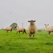 A man has been jailed for stealing sheep from four neighbouring farms. Stock picture: Jane Hufton