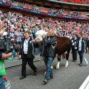 FA Vase Final - Hereford FC v Morpeth Town FC. Wembley, 22/05/2016. Hereford bull Hawkesbury Ronaldo is paraded around Wembley Stadium before the match..
