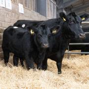 A Herefordshire farming business,
 whose products include milk warmers for cattle, has been taken over. Picture: Rob Haining / The Scottish Farmer...