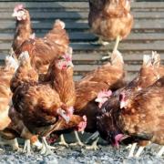 Tougher measures to control the spread of bird flu in Herefordshire have been dropped