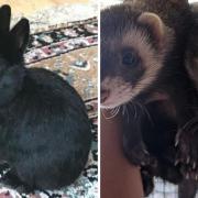 These 3 animals with RSPCA in Herefordshire are looking for new homes (RSPCA/Canva)