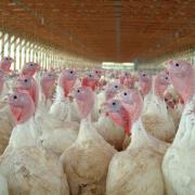 Bird flu has been confirmed at a turkey farm in the Golden Valley