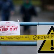 Avian influenza has been confirmed in England (PA)