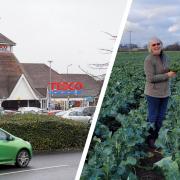 AS Green and Co in Mathon has rented fields in Cornwall to extended the Tenderstem broccoli season for Tesco. Picture: PA Wire/Rob Davies