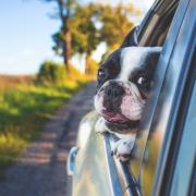 Highway Code: UK drivers could face £5,000 fine for driving with dog in the car. (Canva)