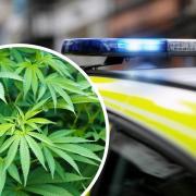 The cannabis was ordered to be forfeited and destroyed