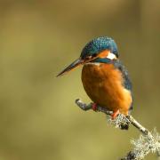 Kingfisher by Nigel Williams of the Hereford Times Camera Club