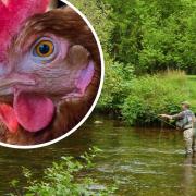 A river angler. The broiler chicken plans threaten the Arrow's recovering trout population, it is claimed.