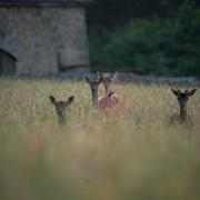 Robert Lee managed to capture amazing pictures of deer grazing in a field on the outskirts of Haugh Woods, near Mordiford. Picture: Robert Lee/Hereford Times Camera Club