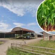 A view of the current farm buildings (from Google Street View) and a hydroponic crop