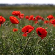 Paper poppies can be taken to your local Sainsbury's store to be recycled