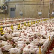 A broiler chicken farm (Flickr, CC BY 2.0)