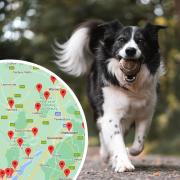 Alabama rot: Confirmed case of fatal dog disease in Herefordshire