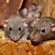 Droppings from unspecified rodents were found at the restaurant (stock image)