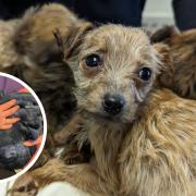 Puppies are amongst the most vulnerable dogs that have been rescued by the RSPCA