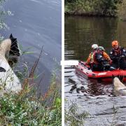 A horse has been rescued from the River Severn.