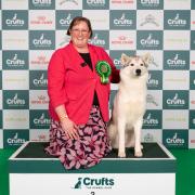Helen Taylor-Morris, from Ross-on-Wye, won Best of Breed at Crufts with Siberian Husky Nellie.