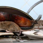 Spring cleaning your house can prevent rodent infestations and help your property keep its value