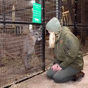 Lindsay McKenna houses mountain lions at Wildside Exotic Rescue