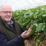 S&A Group managing director Peter Judge in one of the polytunnels at the farm in Marden, Herefordshire